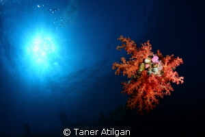 Soft coral on Giannis D by Taner Atilgan 